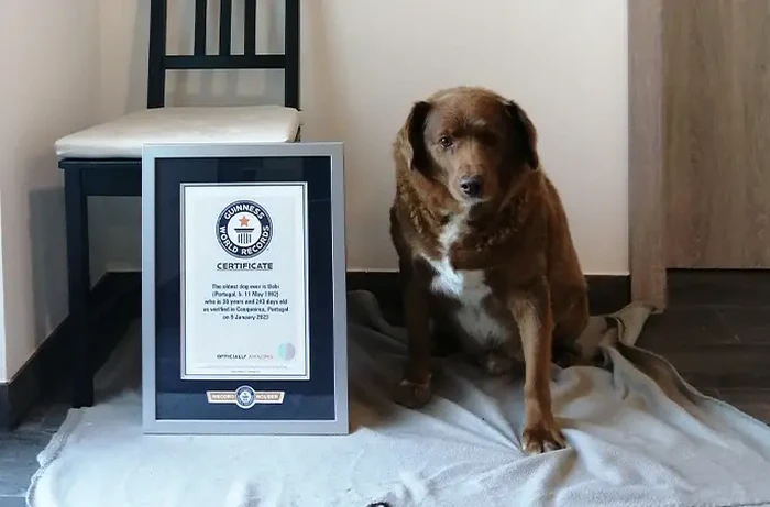 Bobi, anjing tertua di dunia  Guinness World Records