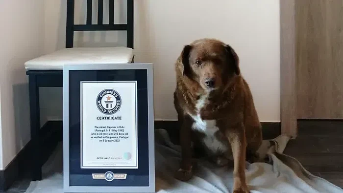 Bobi, anjing tertua di dunia  Guinness World Records