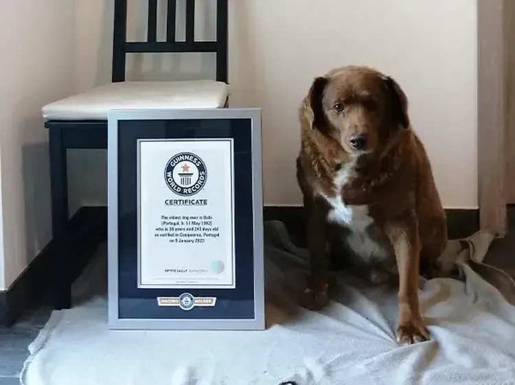 Potret Bobi, Anjing Tertua di Dunia yang Berulang Tahun ke-31