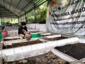 Harga Pakan Ternak Mahal, Warga-Pemuda Banyuwangi Diajak Budi Daya Manggot