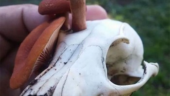 Jamur tumbuh dari tengkorak Foto: Boredpanda