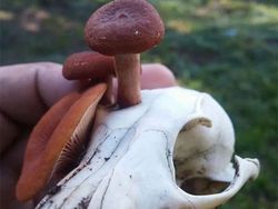 Deretan Foto Hewan dan Tumbuhan Bikin Merinding Saat Dilihat