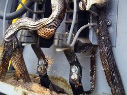 Deretan Foto Hewan dan Tumbuhan Bikin Merinding Saat Dilihat