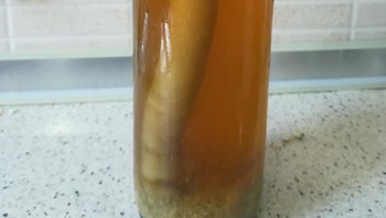 Sesuatu tumbuh di dalam sebotol jus jeruk yang disimpan di lemari es selama lebih dari setahun Foto: Boredpanda