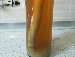 Deretan Foto Hewan dan Tumbuhan Bikin Merinding Saat Dilihat