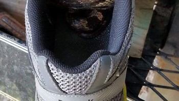 Anda harus hati-hati memeriksa isi sepatu sebelum memakainya Foto: Boredpanda