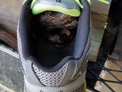 Deretan Foto Hewan dan Tumbuhan Bikin Merinding Saat Dilihat