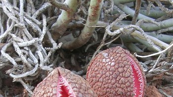 Pohon Hydnora Africana Foto: Boredpanda