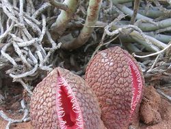 Deretan Foto Hewan dan Tumbuhan Bikin Merinding Saat Dilihat