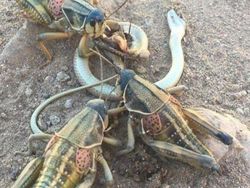 Deretan Foto Hewan dan Tumbuhan Bikin Merinding Saat Dilihat