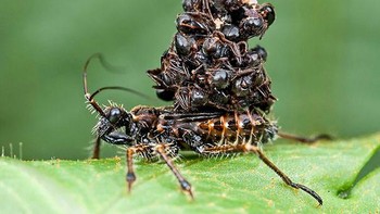 Kumbang pembunuh menyedot mangsanya dan membawa bangkainya di punggung Foto: Boredpanda