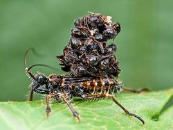 Deretan Foto Hewan dan Tumbuhan Bikin Merinding Saat Dilihat