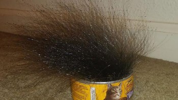 Jamur tumbuh seperti pohon dari makanan kucing hanya dalam 10 hari Foto: Boredpanda