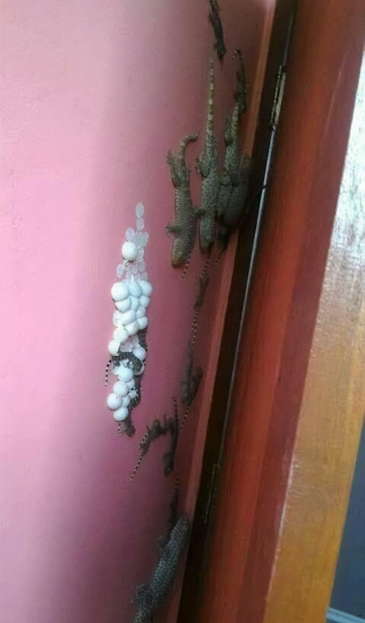 Foto Hewan dan Tumbuhan Bikin Merinding