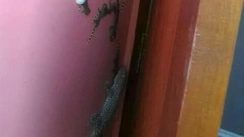 Penghuni tersembunyi gegara tidak membersihkan lemari setelah berbulan-bulan. Foto: Boredpanda