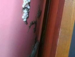 Deretan Foto Hewan dan Tumbuhan Bikin Merinding Saat Dilihat