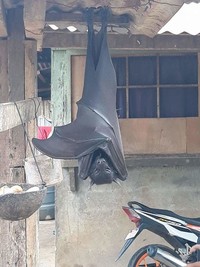 Foto Hewan dan Tumbuhan Bikin Merinding