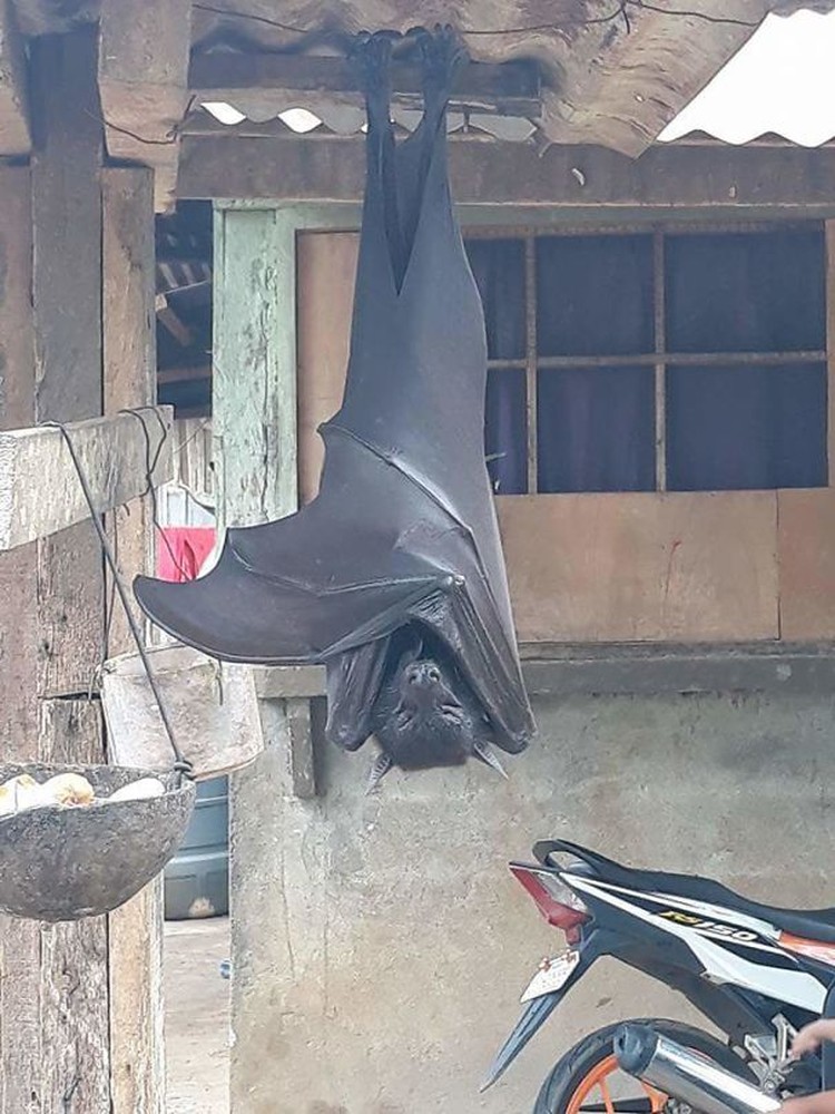 Foto Hewan dan Tumbuhan Bikin Merinding