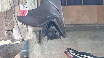 Kalong raksasa di belakang rumah. Foto: Boredpanda