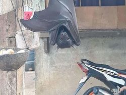 Deretan Foto Hewan dan Tumbuhan Bikin Merinding Saat Dilihat