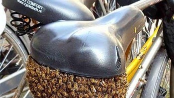 Lebah membuat sarang di bawah jok sepeda. Foto: Boredpanda