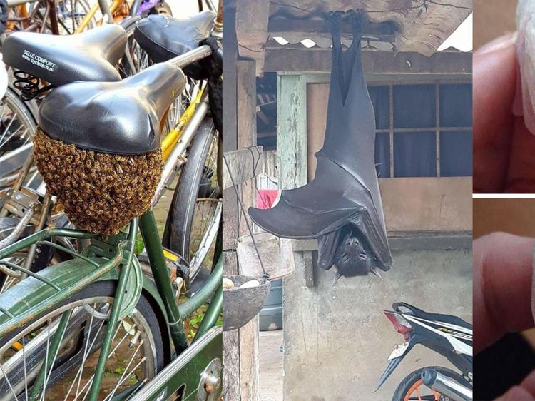 Deretan Foto Hewan dan Tumbuhan Bikin Merinding Saat Dilihat