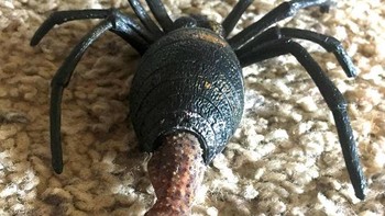 Ada tokek bersembunyi di laba-laba mainan Foto: Boredpanda