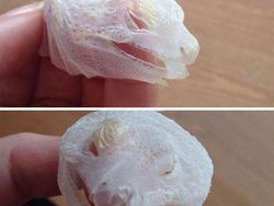 Deretan Foto Hewan dan Tumbuhan Bikin Merinding Saat Dilihat