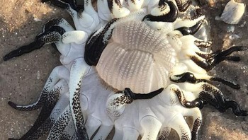 Ubur-ubur yang terdampar di pantai. Foto: Boredpanda