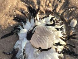 Deretan Foto Hewan dan Tumbuhan Bikin Merinding Saat Dilihat