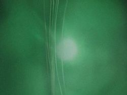 Deretan Foto Hewan dan Tumbuhan Bikin Merinding Saat Dilihat