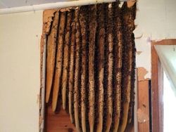 Deretan Foto Hewan dan Tumbuhan Bikin Merinding Saat Dilihat