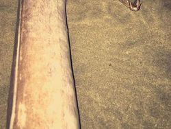 Deretan Foto Hewan dan Tumbuhan Bikin Merinding Saat Dilihat