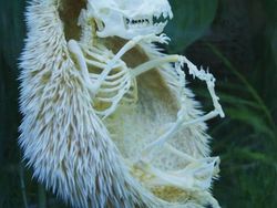 Deretan Foto Hewan dan Tumbuhan Bikin Merinding Saat Dilihat