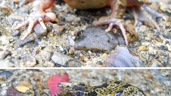 Katak memiliki mata di mulutnya sebagai hasil dari variasi genetik Foto: Boredpanda