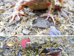 Deretan Foto Hewan dan Tumbuhan Bikin Merinding Saat Dilihat