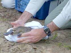 Hewan Platipus Dikembalikan ke Taman Nasional Sydney Usai Hilang Puluhan Tahun