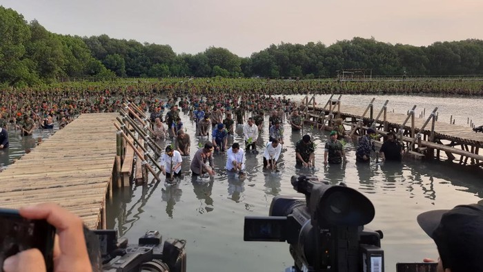 Jokowi saat menanam mangrove di Jakut (Kanavino-detikcom)