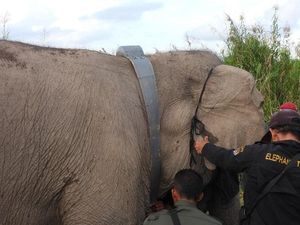 Permudah Monitoring, Gajah Betina Liar di Sumsel Dipasangi GPS