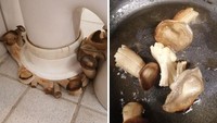 Bikin mual! Netizen ini mengira bahwa semua jamur dapat dimasak. Termasuk jamur yang tumbuh pada sudut-sudut rumahnya yang kotor. Foto: Bored Panda
