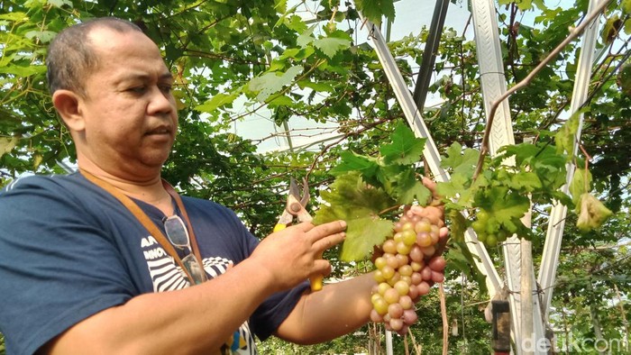 Mursyid berada di kebon anggurnya di Desa Jemawan, Kecamatan Jatinom, Minggu (15/5/2023).