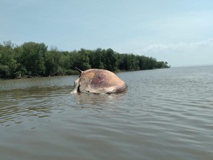 Paus Balin Ditemukan Mati Terdampar di Bibir Pantai Kejawan Tambak Surabaya