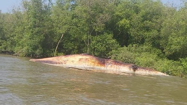 paus balin mati terdampar di surabaya