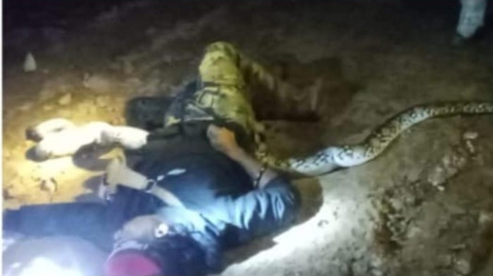 Pemburu ular di Banjar, Kalsel, tewas mengenaskan diliit ular piton 4 meter. Dokumen Istimewa