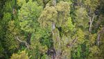 Penampakan Pohon Tertua di Dunia, Berusia Lebih dari 5.000 Tahun