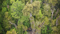 Cemara Patagonian sendiri adalah spesies pohon terbesar di Amerika Selatan. Dia biasanya hidup berdampingan dengan spesies pohon lain, seperti coigue, pinus prem, dan tepa, katak darwin, kadal, burung seperti chucao tapaculo serta elang Chili. Selama berabad-abad, batang cemara yang tebal banyak diburu untuk membuat rumah dan kapal. Bahkan selama abad ke-19 hingga ke-20 cemara ini ditebang habis-habisan.  
