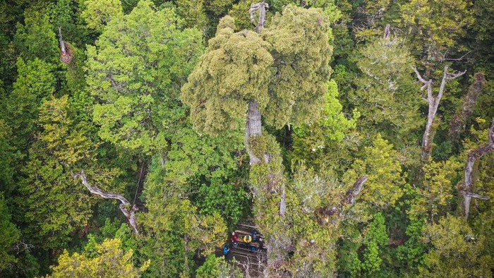 Penampakan Pohon Tertua di Dunia, Berusia Lebih dari 5.000 Tahun Antonio Lara, a researcher from the laboratory of the Faculty of Science and Climate of the Austral University, observes the
