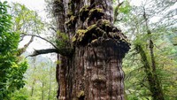 Dengan usianya sekarang, Great Grandfather bakal menggantikan Methuselah, pinus bristlecone Great Basin berusia 4.850 tahun di California, Amerika Serikat, yang saat ini menjadi pohon tertua di dunia.  