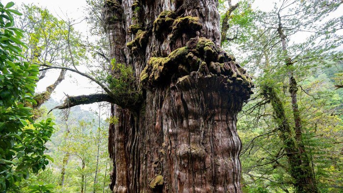Antonio Lara, a researcher from the laboratory of the Faculty of Science and Climate of the Austral University, observes the Alerce Milenario at the Alerce Costero National Park in Valdivia, Chile, taken on April 10, 2023. - In a forest in southern Chile, protected from fires and logging that decimated the species, a giant alerce tree has survived for thousands of years. Scientists see in its trunk a valuable record of how life adapts to the changes on the planet. The Great Grandfather tree, 28 meters tall and four meters in diameter, is in the process of being certified as the oldest on the planet at more than 5,000 years, older than the Methuselah pine of the United States, which was identified as the oldest in the world at 4,850 years. (Photo by MARTIN BERNETTI / AFP) (Photo by MARTIN BERNETTI/AFP via Getty Images)