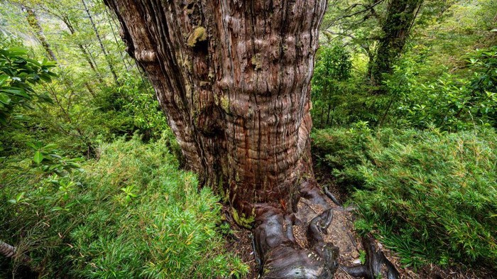 Penampakan Pohon Tertua di Dunia, Berusia Lebih dari 5.000 Tahun Antonio Lara, a researcher from the laboratory of the Faculty of Science and Climate of the Austral University, observes the